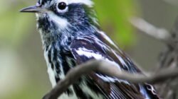nature-birds
