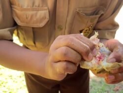 Siswa SMP di Palopo Keluhkan Menu MBG, Ayam Belum Matang dan Ada Darahnya