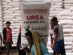Jual Pupuk Subsidi di Atas HET, Izin Usaha Dicabut