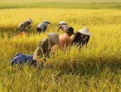 Luwu Utara Dapat Tambahan 1.000 Hektar Cetak Sawah Baru